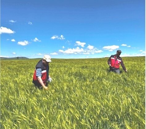Tarım ekiplerinden tarla kontrolü