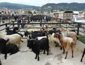 Bakanlıktan acil kodlu yazı: Canlı hayvan pazarları kapatılıyor