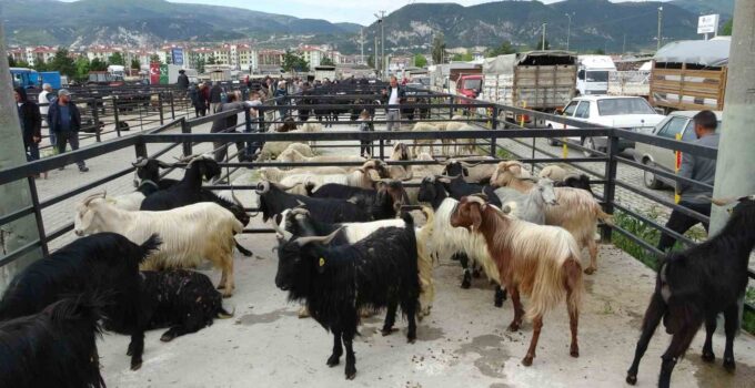 Hayvan pazarları yeniden açıldı