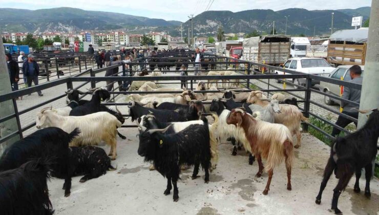 Bakanlıktan acil kodlu yazı: Canlı hayvan pazarları kapatılıyor