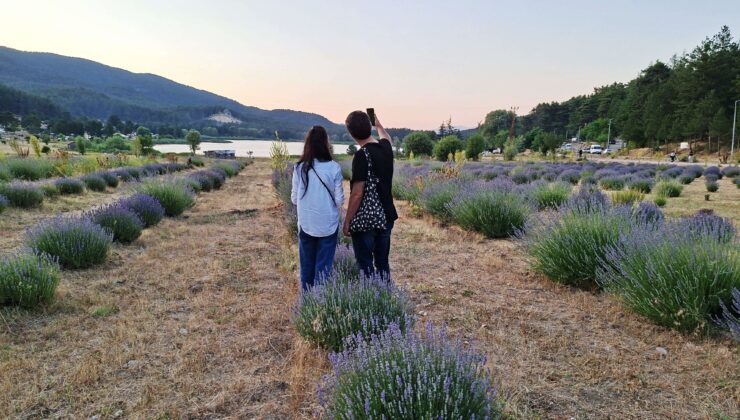 Gölcük Yaylasındaki lavanta bahçesi ilgi odağı haline geldi