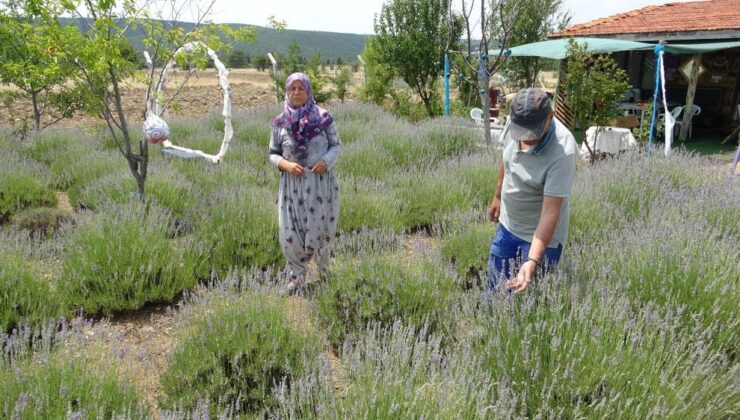 Hobiyle başlayan lavanta bahçesi 30 dönüme ulaştı