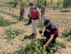 Göncek Kavunu için organik tarım toplantısı