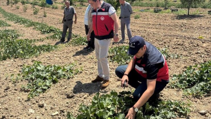Göncek Kavunu için organik tarım toplantısı