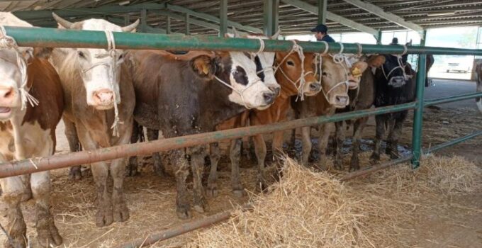 59 yıl sonra görülen şap serotipine karşı aşı üretildi