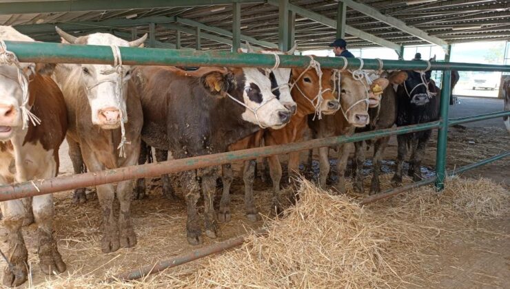 59 yıl sonra görülen şap serotipine karşı aşı üretildi