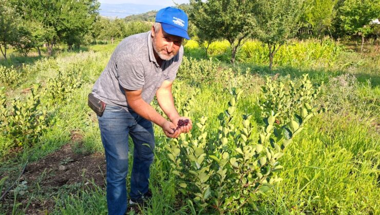 Deneme amaçlı dikilen aronyalar ilk meyvelerini verdi