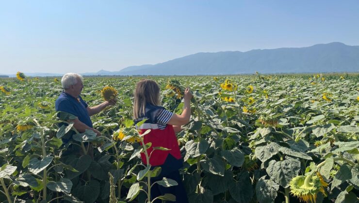 Ayçiçeği ekili parsellerde kontroller yapıldı