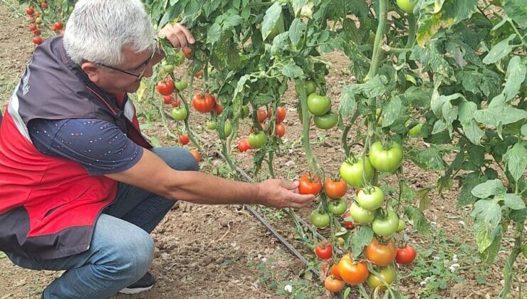 Coğrafi işaretli Simav Eynal domateslerine denetim