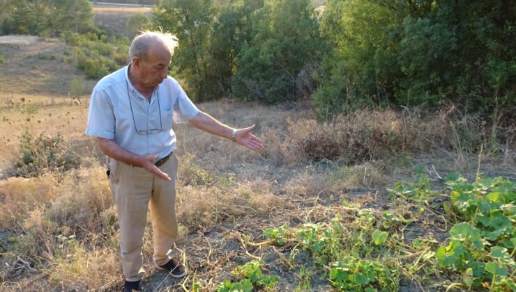 Çiftçiler geyiklerden şikayetçi: ‘Acı biberi bile yiyorlar’