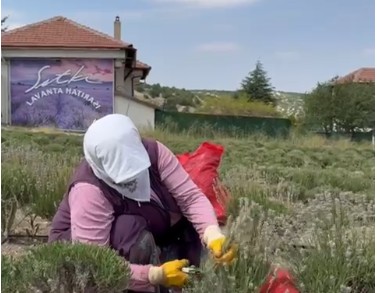 Sofça’da yetişen lavantalar yurt dışına ihraç ediliyor