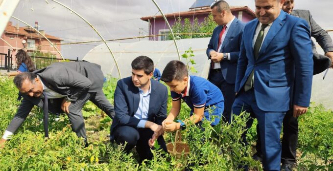 Minik öğrenciler kendi yetiştirdikleri ürünleri hasat etti