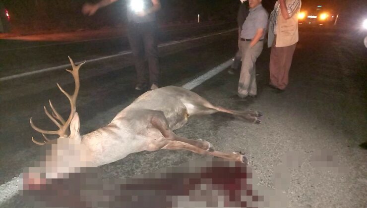 Yaralı halde bulunan geyik ekiplere teslim edildi