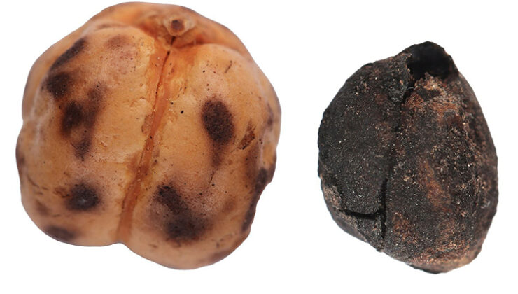 Tavşanlı Höyük’te 4 bin yıllık nohut kalıntısı bulundu