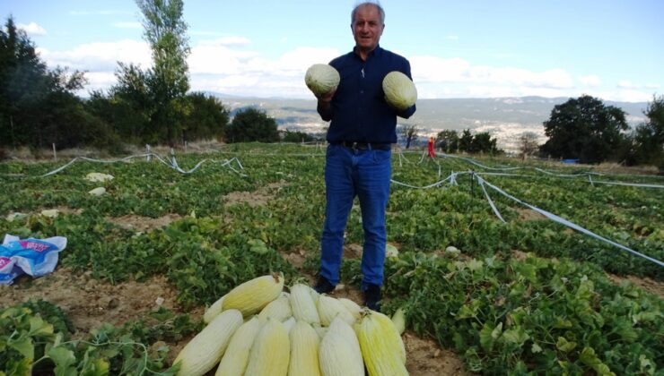 Organik Göncek Kavunu hasadı başladı