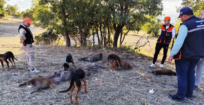 Avcılar çiftçiler için buluştu: 6 saatte 7 domuz avladılar