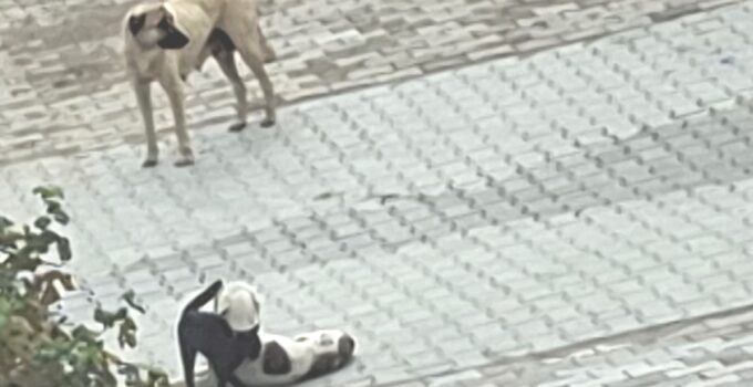 Kedi ve köpeğin yürekleri ısıtan dostluğu