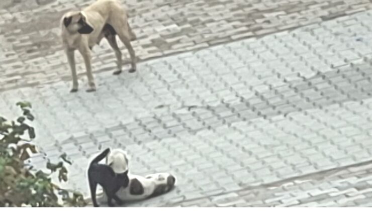 Kedi ve köpeğin yürekleri ısıtan dostluğu