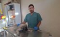 Yaralı sokak köpeğine belediye ekipleri sahip çıktı
