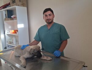 Yaralı sokak köpeğine belediye ekipleri sahip çıktı