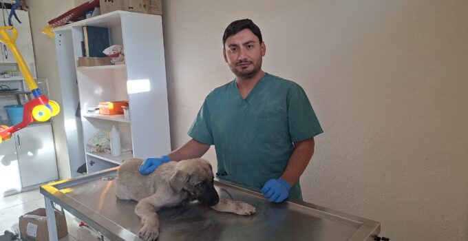 Yaralı sokak köpeğine belediye ekipleri sahip çıktı