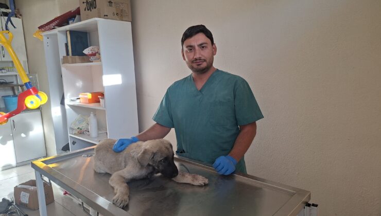 Yaralı sokak köpeğine belediye ekipleri sahip çıktı
