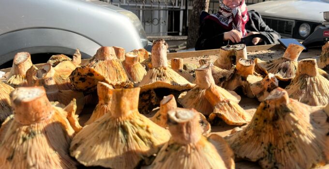 Yörenin gözde mantarları tezgahlarda yerini aldı
