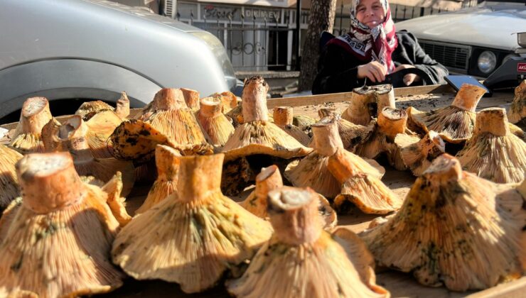 Yörenin gözde mantarları tezgahlarda yerini aldı