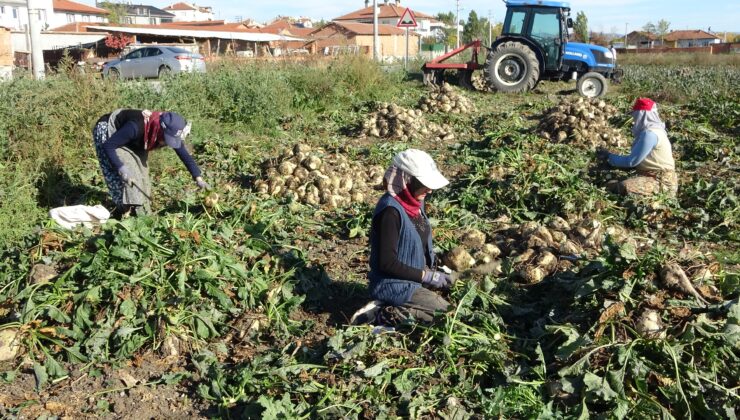 Şeker pancarı hasadı başladı