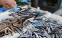 Balık pazarında hamsiye rağbet yüksek