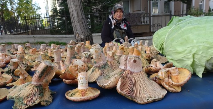 Melki mantarı tezgahlara bereket getirdi