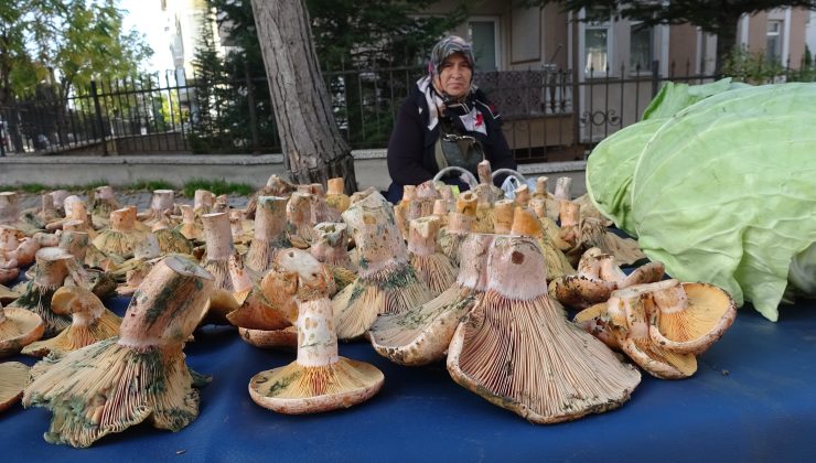 Melki mantarı tezgahlara bereket getirdi