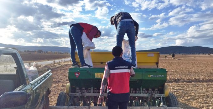 Buğday ve tritikale tohumlarının ekimi yapıldı