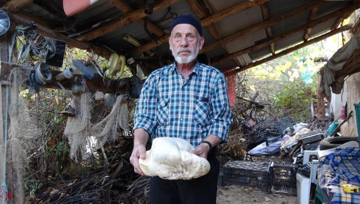 3 kiloluk dev mantar görenleri hayrete düşürdü