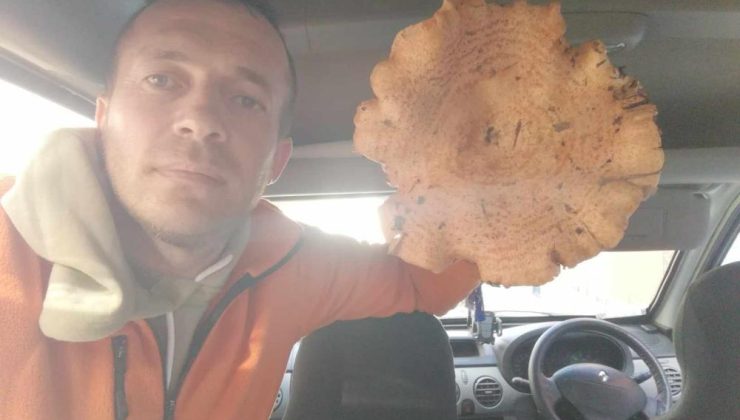 Kütahya’da bulunan dev mantarlar şaşırtıyor