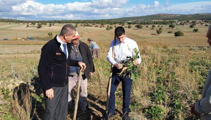Kaymakam Teltik’ten hasat incelemesi