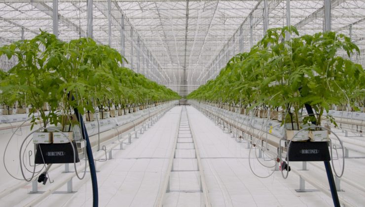 Jeotermal tarım potansiyeli güçleniyor