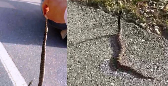 Zehirli yılanı elleriyle yakaladığı anları telefonu ile kaydetti