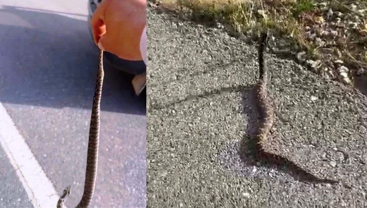 Zehirli yılanı elleriyle yakaladığı anları telefonu ile kaydetti