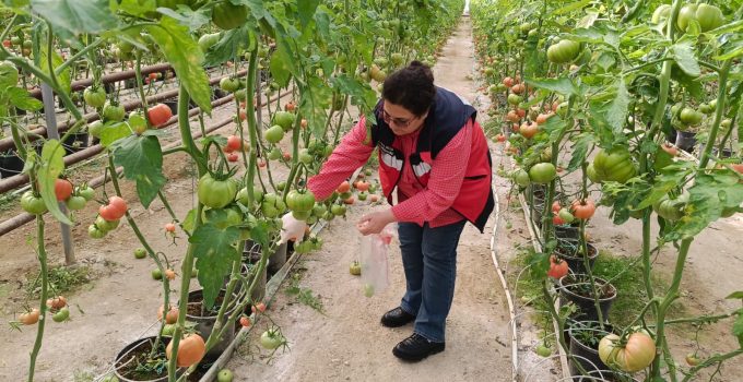 Sera domateslerinde kalıntı denetimi