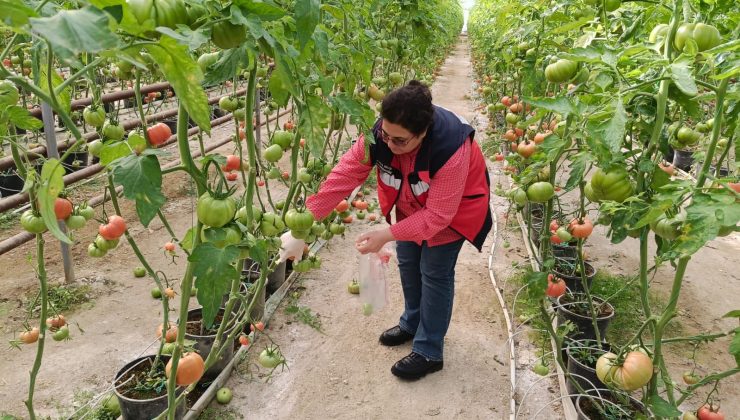 Sera domateslerinde kalıntı denetimi