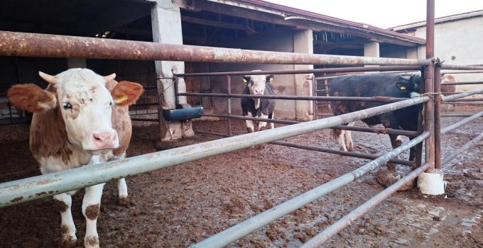 Şap karantinası yeniden başladı