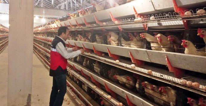 Kanatlı işletmesine yumurta onayı