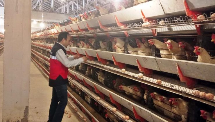 Kanatlı işletmesine yumurta onayı