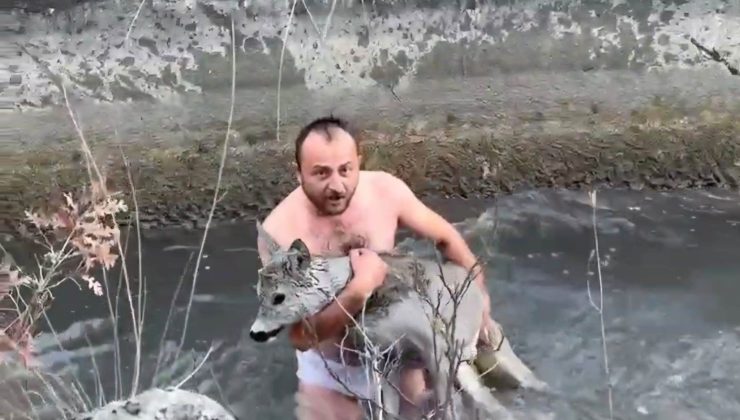Su kanalına düşen karacayı son anda kurtardılar
