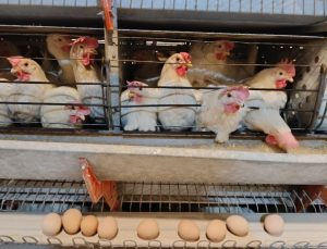 Kuşu’daki tesiste günlük 15 bin yumurta üretiliyor