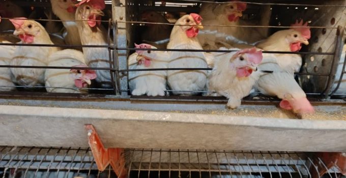 Kuşu’daki tesiste günlük 15 bin yumurta üretiliyor