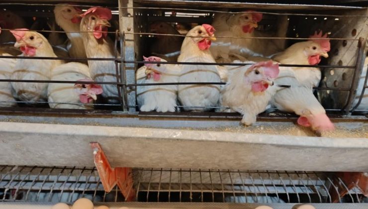 Kuşu’daki tesiste günlük 15 bin yumurta üretiliyor