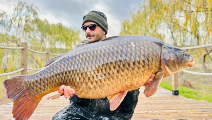 Yakalanan dev sazan tekrar suya bırakıldı