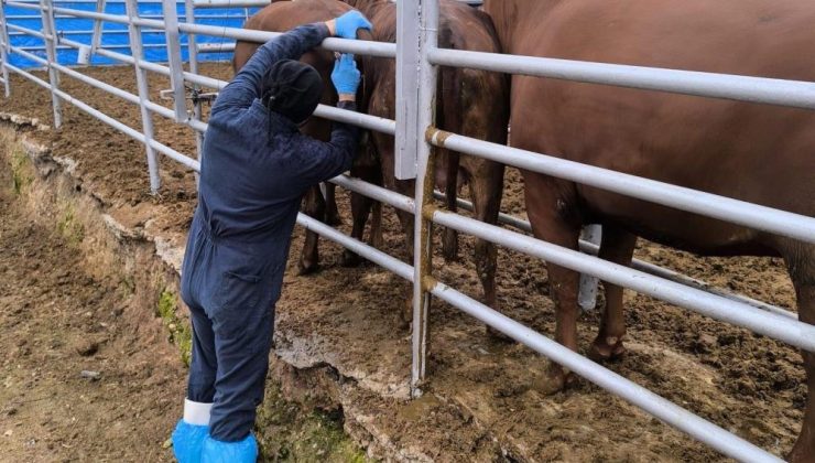 Brezilya’dan gelen düveler için sıkı sağlık denetimi